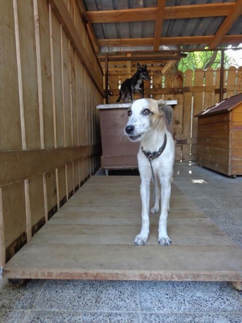 მეტისი მაილო