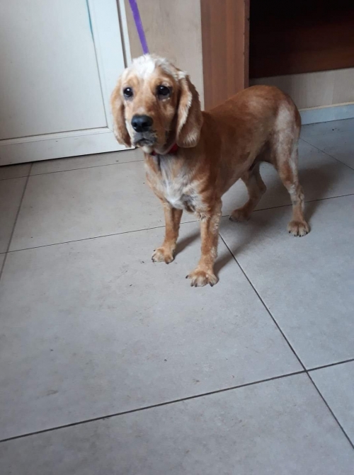 კოკერსპანიელი უსახელო