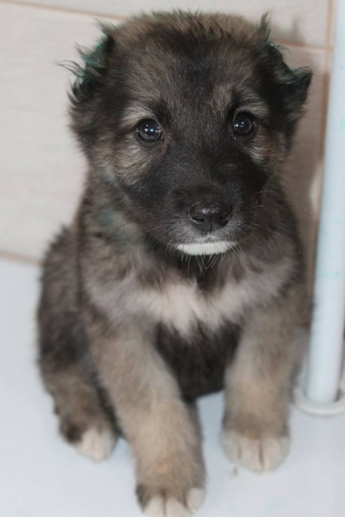 ქართული ქოფაკი უსახელო