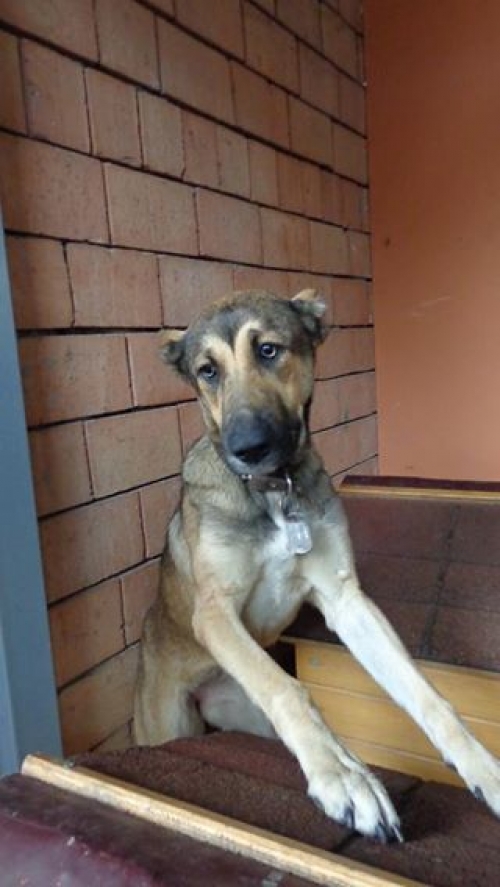 ქართული ქოფაკი უსახელო