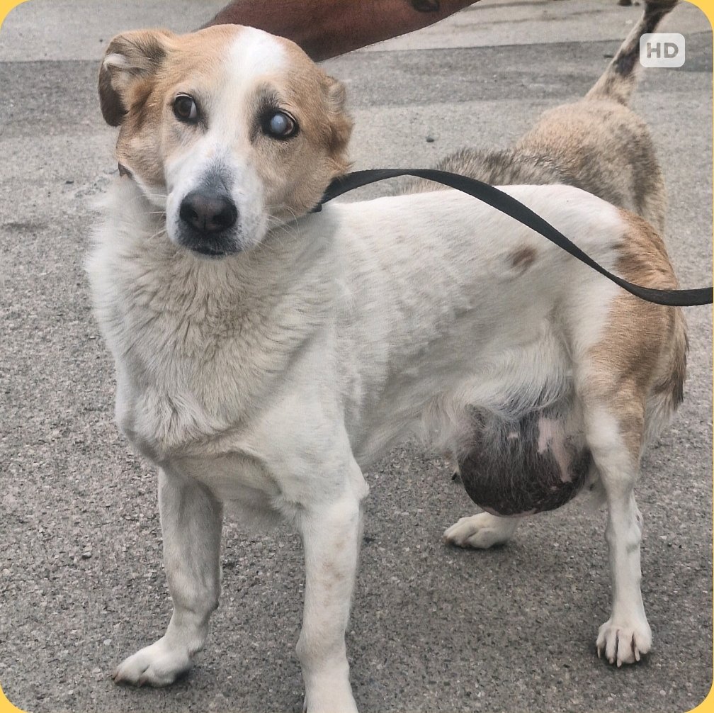 მეტისი. გორი