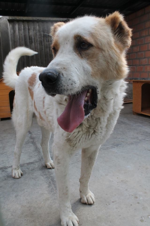 ქართული ნაგაზი ქამრი