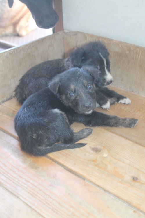 მეტისის ლეკვები უსახელო