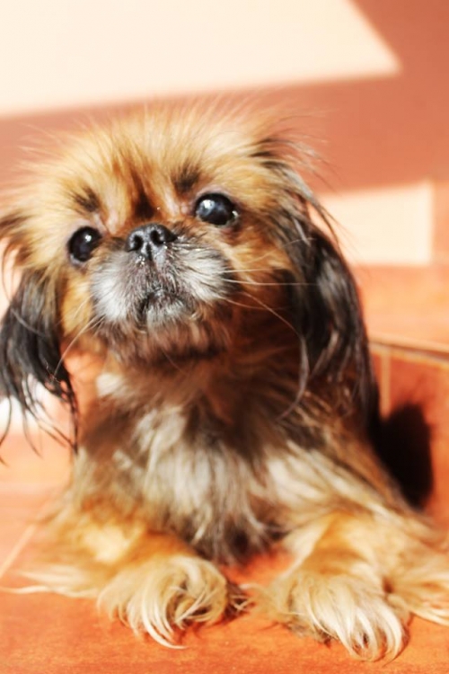 პეკინესი ნენსი