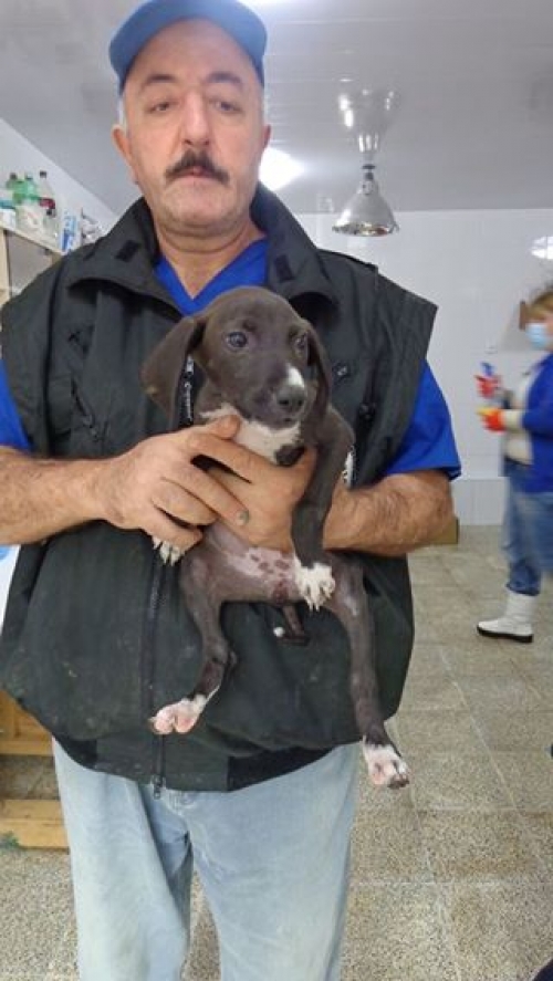 მეტისი უსახელო