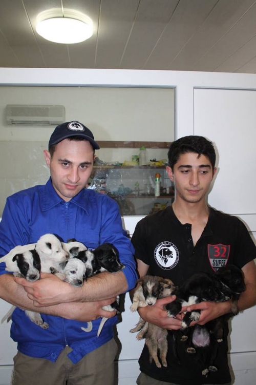 მეტისის ლეკვები უსახელო