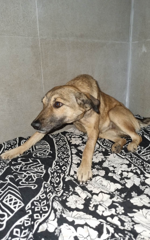 მეტისი გურჯაანის რაიონ სოფ გიორგი წმინდა