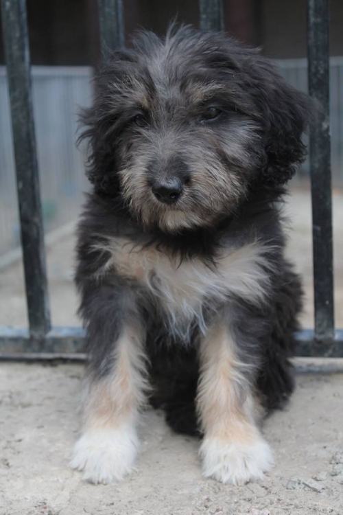 ბალონკა უსახელო