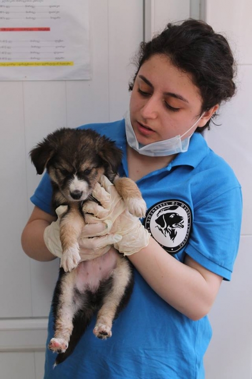 მეტისი უსახელო