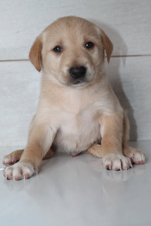 ლაბრადორის მეტისი მარლი