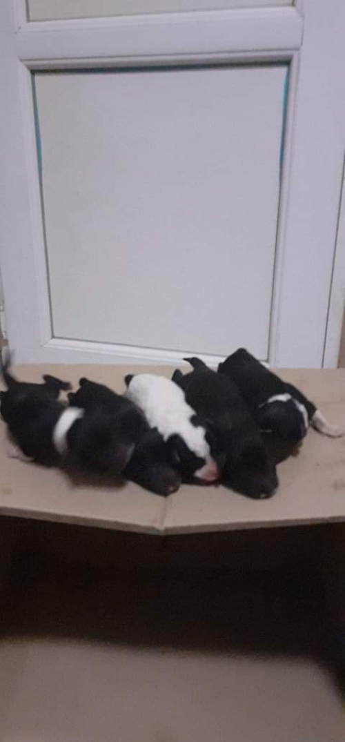 მეტისი უსახელო