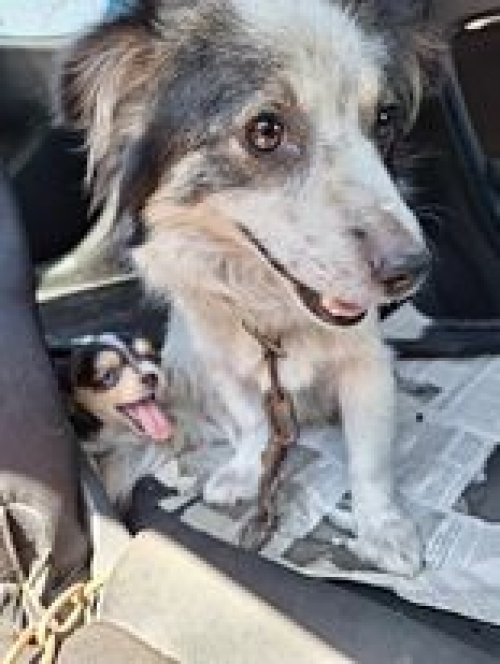 მეტისი კუსა