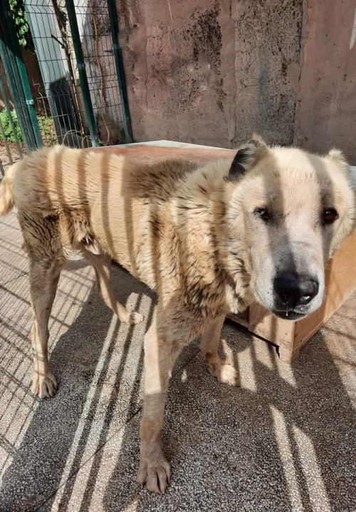 ქართული ნაგაზი ბოლნისი