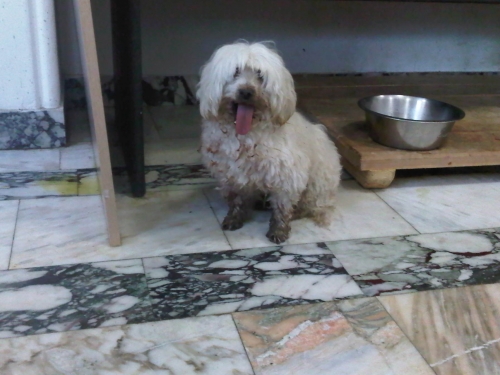 * გაჩუქებულები