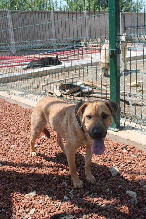 შარპეი ბაფსი