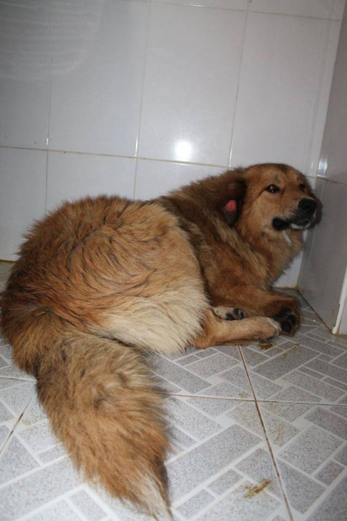 მეტისი უსახელო