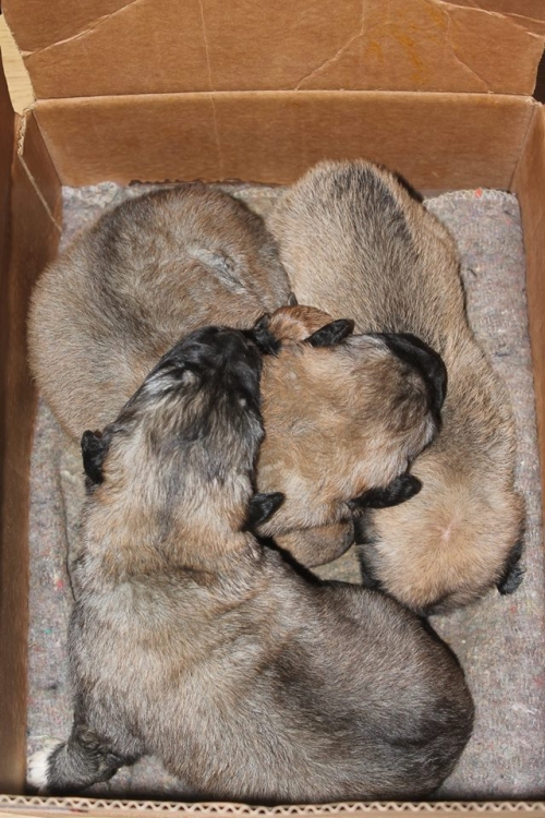 ქართული ქოფაკი უსახელო