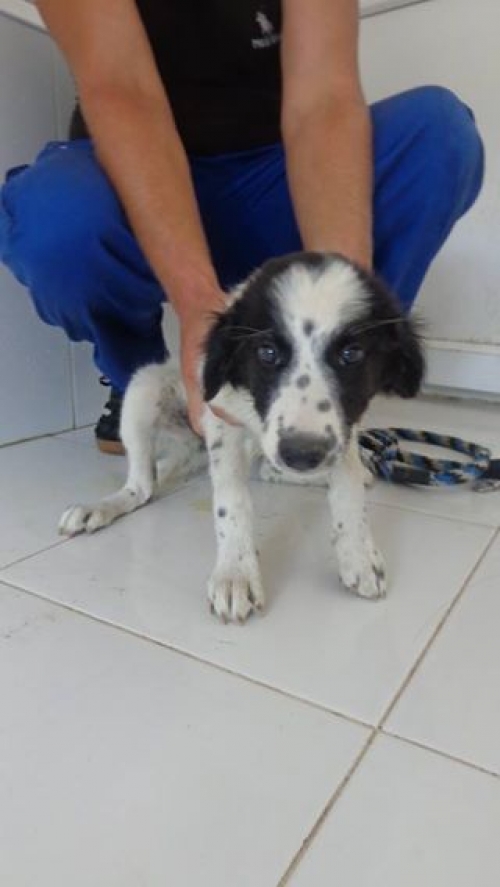 მეტისი უსახელო