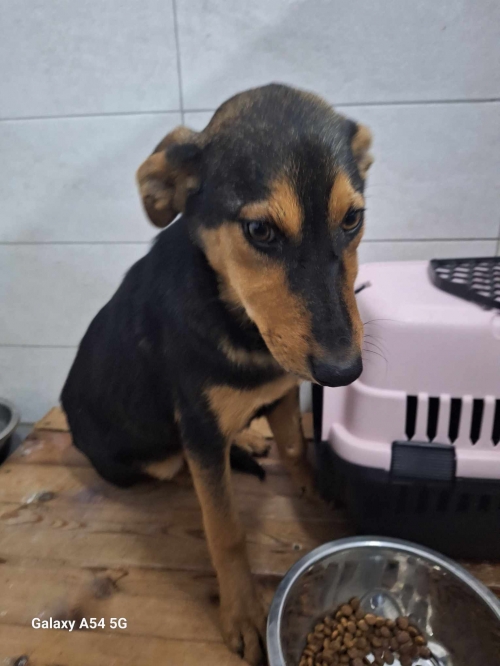 მეტისი გლდანი 1/2 მიკრორაიონის შუაში მიკედლებულია