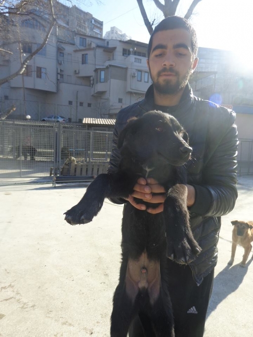 მეტისი უსახელო