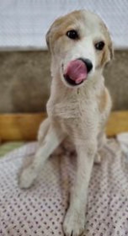 მეტისი ვაშლისჯვარი