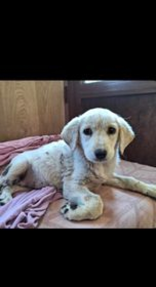 მეტისი ჯავახეთის N19.