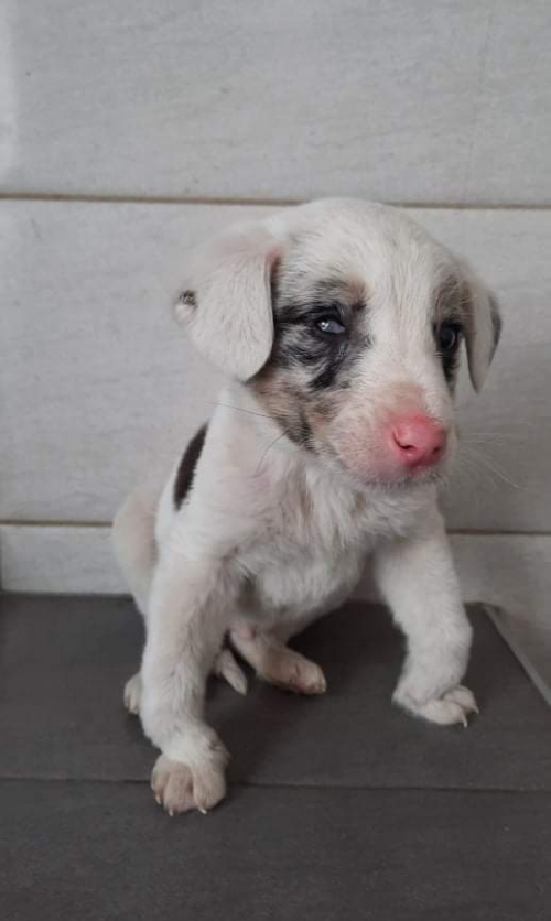 მეტისი ლილო მოლი