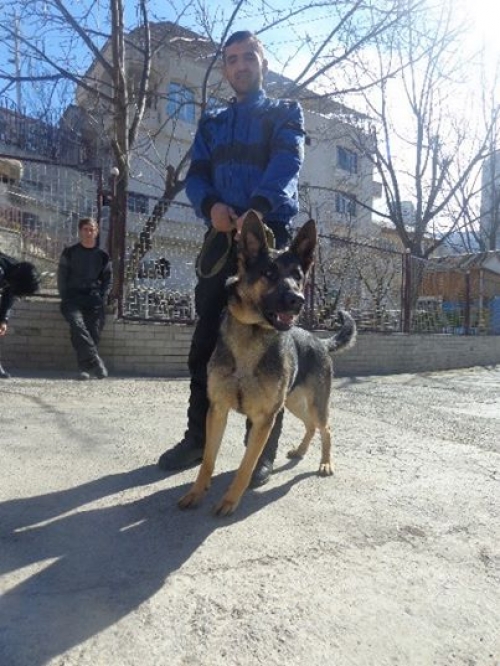 გერმანული ნაგაზი ლულუ