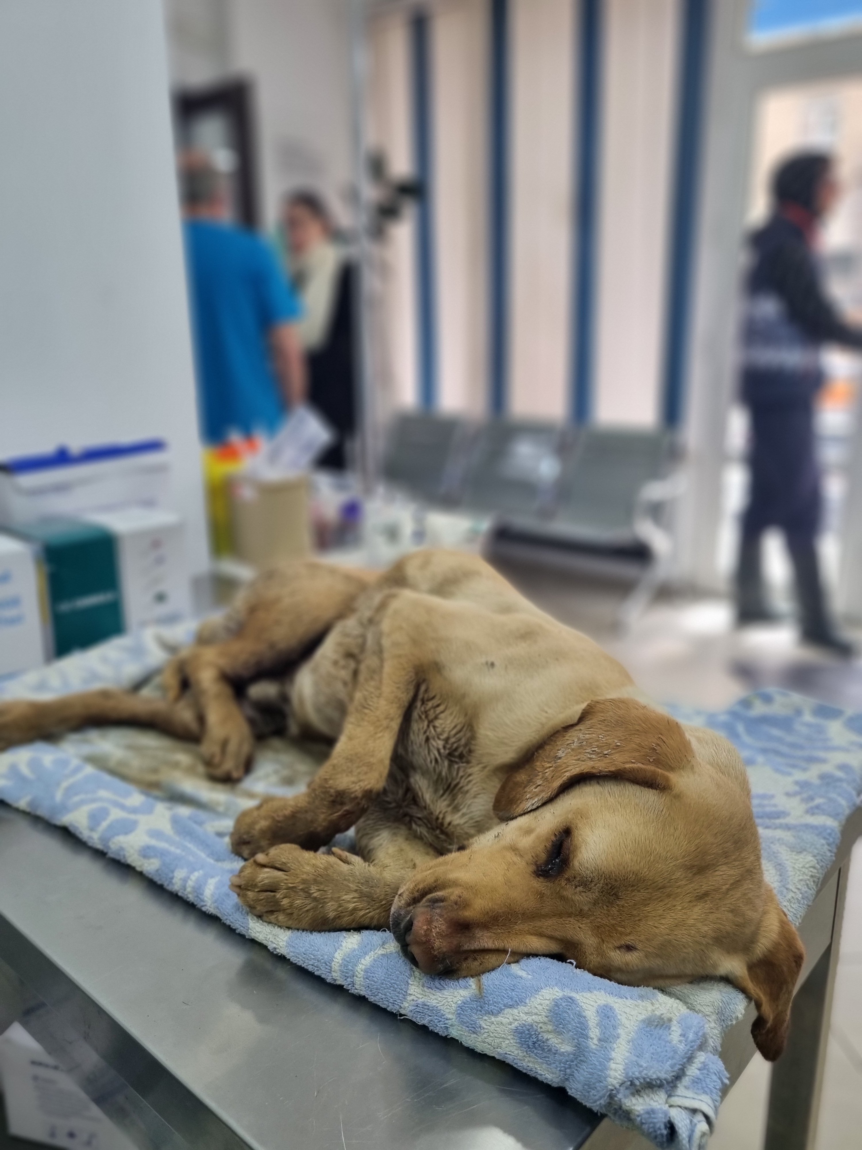 ლაბრადორის მეტისი. კასპი