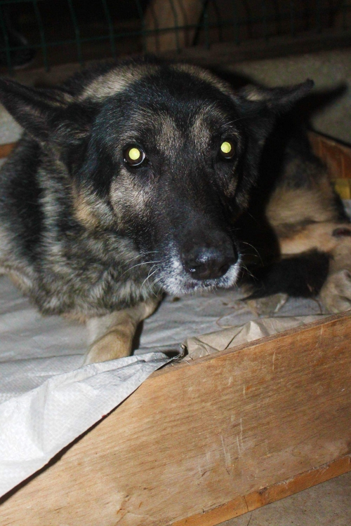 გერმანული ნაგაზი უსახელო