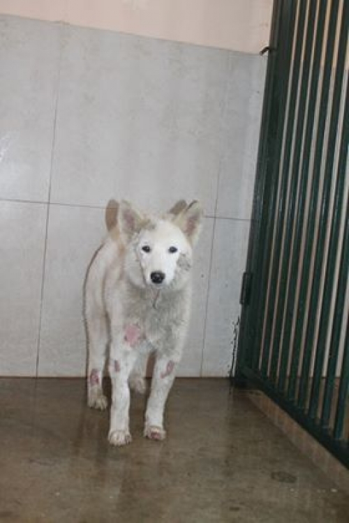 ლაიკა ლედი