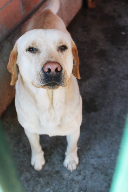 ლაბრადორი უსახელო