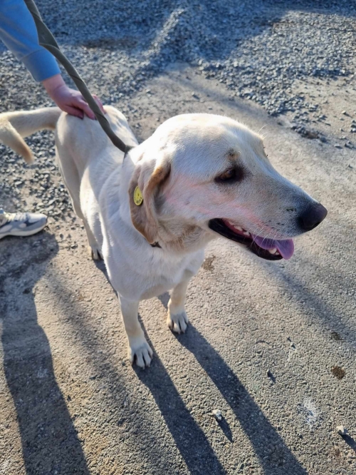 მეტისი ავჭალა ანდრო ნიკაშვიკის 133