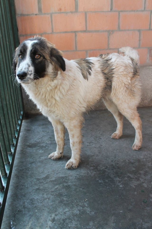 ქართული ქოფაკი უსახელო