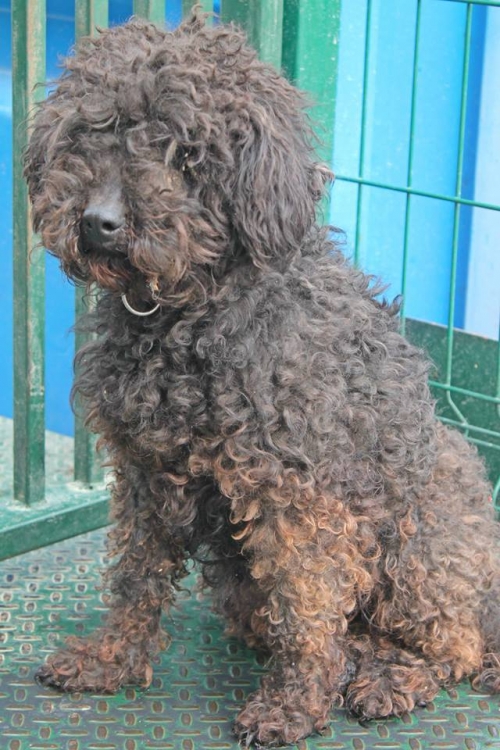 ბალონკა უსახელო