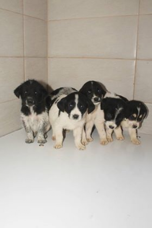 მეტისი უსახელო