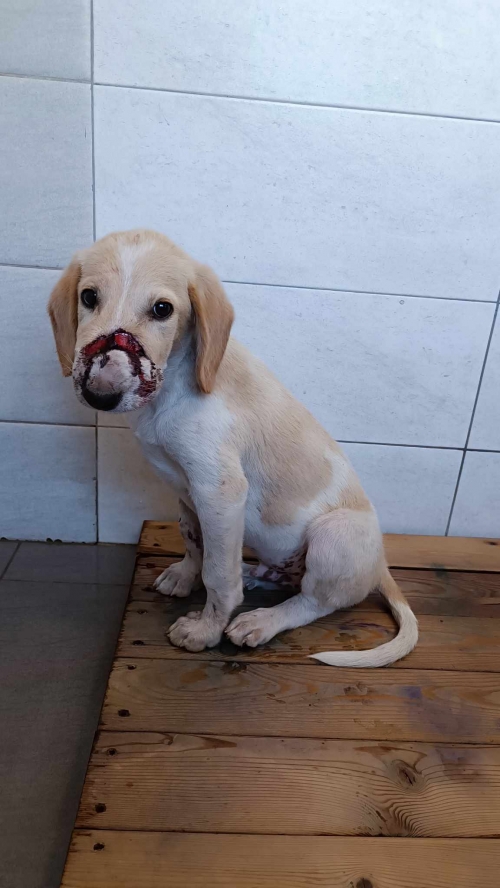 მეტისი მამკოდა