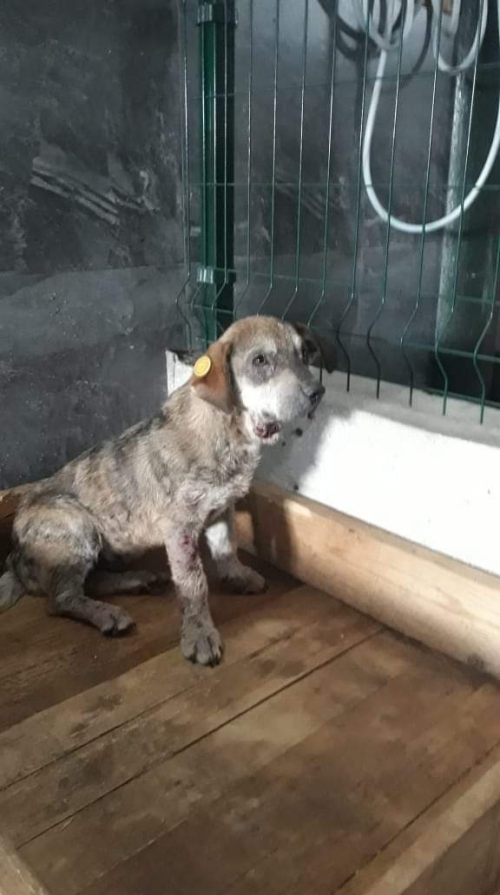 მეტისი უშანგი