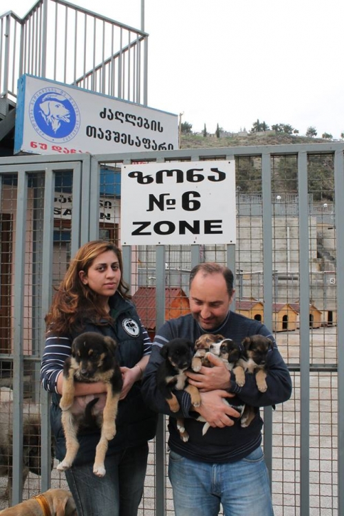 მეტისის ლეკვები უსახელო