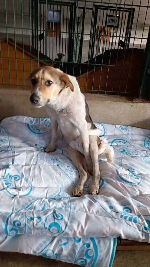 მეტისი მისაქციელი