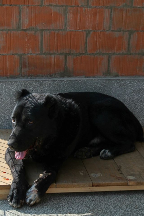 ქართული ნაგაზი ბოთვერა