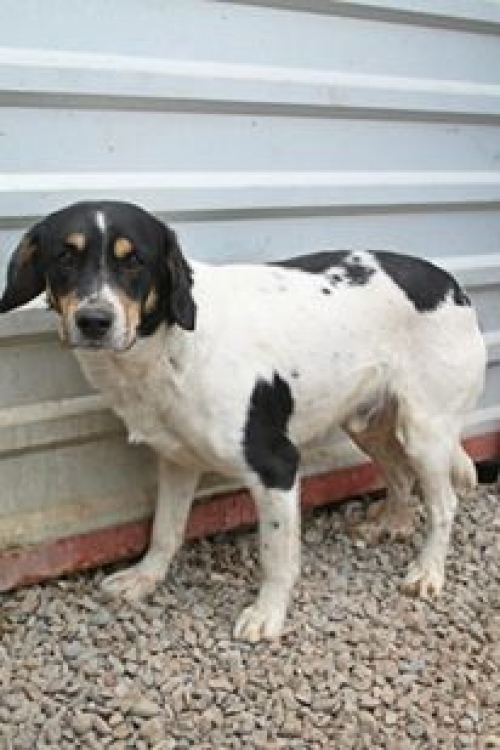 მეტისი ბომბორა