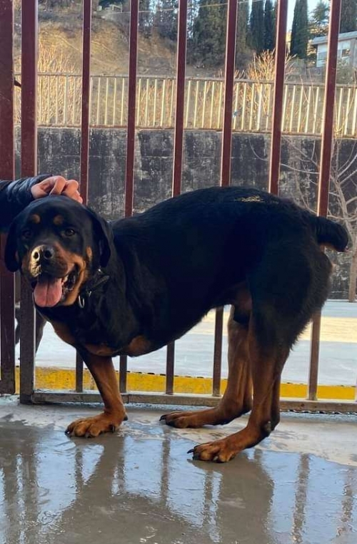 როტვეილერი ისმაილი