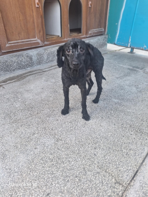 პუდელი გლდანის 6 მიკრორაიონი