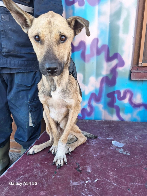 მეტისი მოიყვანა ვანო წიკლაური