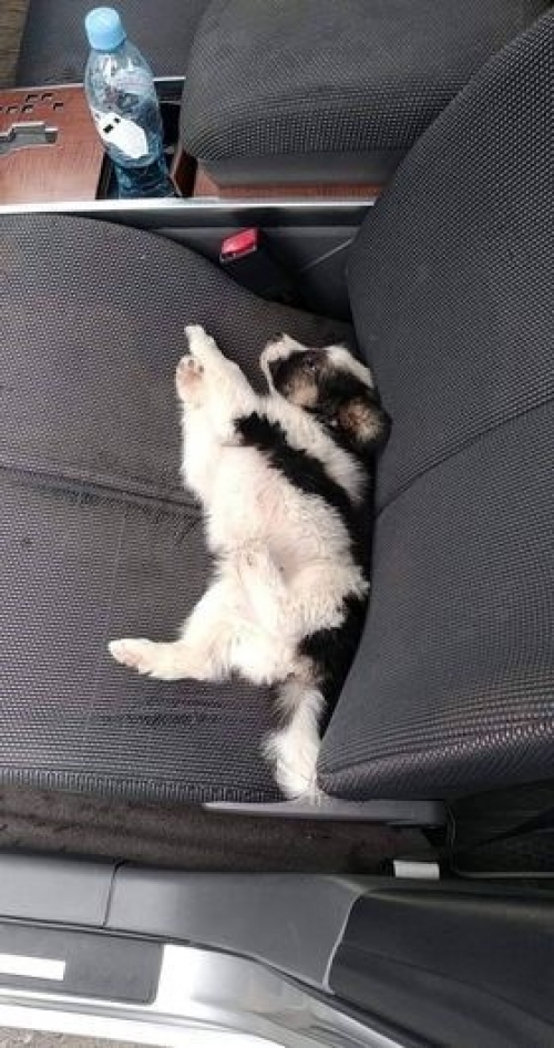 მეტისი ნაპოვნია თავშესაფართან