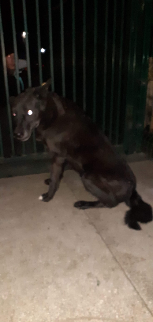 მეტისი უსახელო