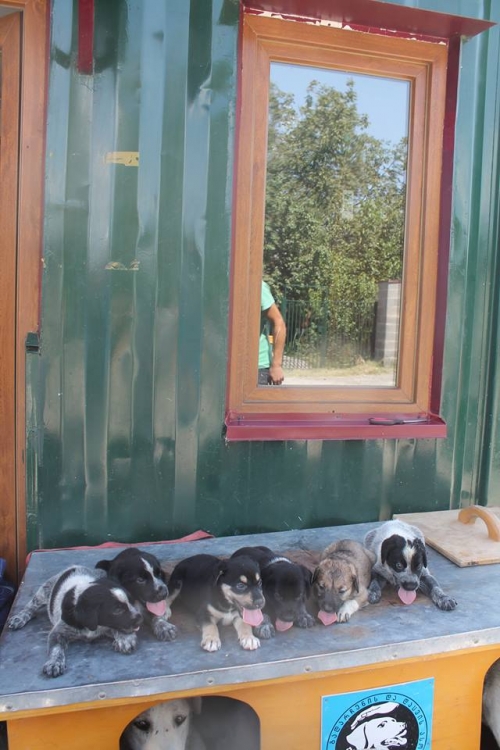 მეტისის ლეკვები უსახელო