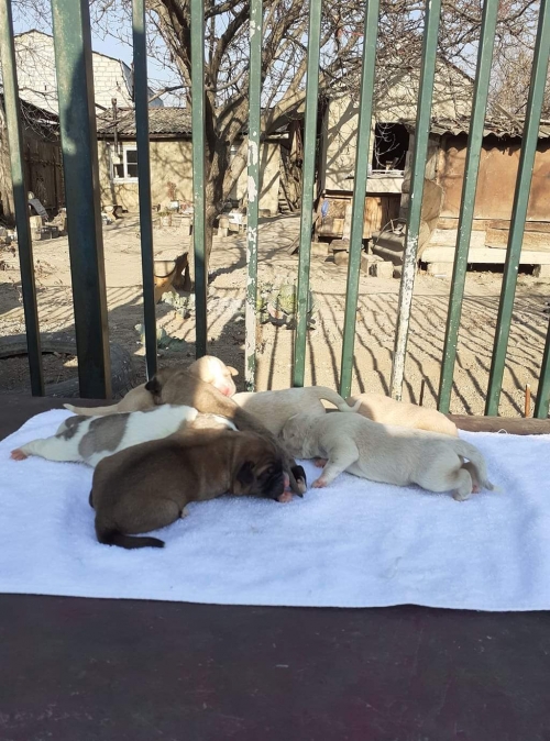 მეტისი უსახელო