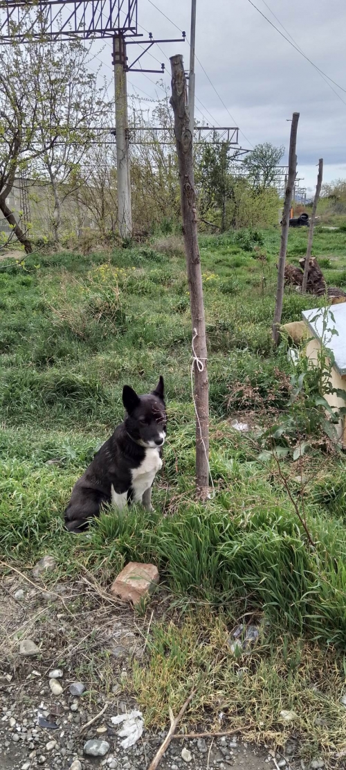 ლაიკა ნაპოვნია თავშესაფართან